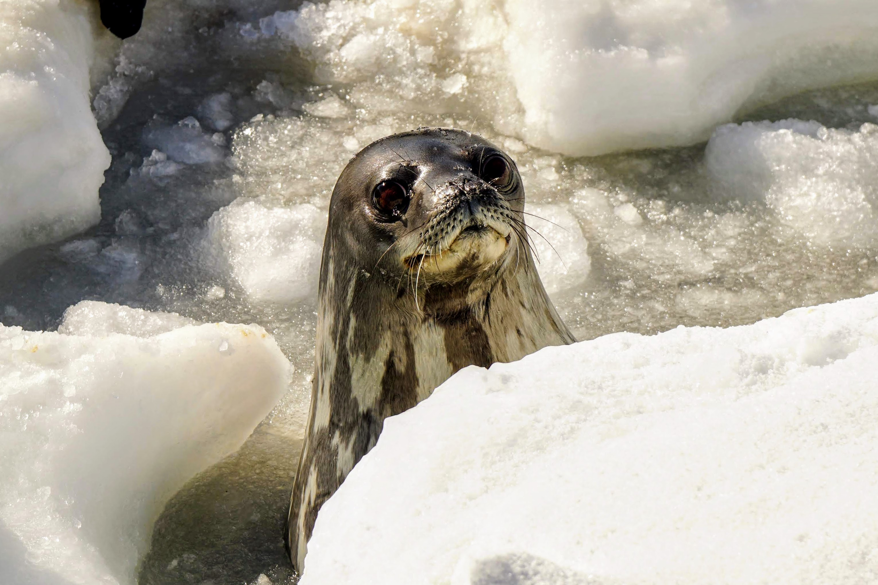 Antarctica - seal.